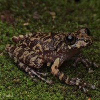 Pseudophilautus sordidus Manamendra-Arachchi & Pethiyagoda 2005